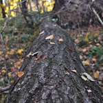 Photography - Nature