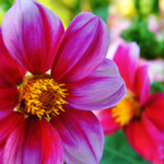 Photography - Nature