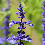 Photography - Nature