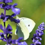 Photography - Nature