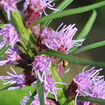 Photography - Nature