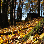 Photography - Nature