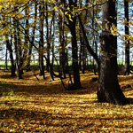 Photography - Nature