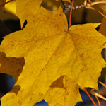 Photography - Nature