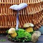 Photography - Nature