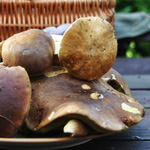 Photography - Nature