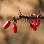 Photography - Nature