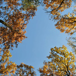 Photography - Nature