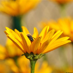 Photography - Nature