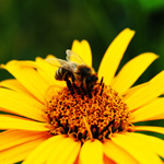 Photography - Nature