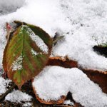 Photography - Nature