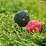 Photography - things